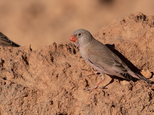 Trumpeter Finch