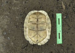 Cuora amboinensis kamaroma