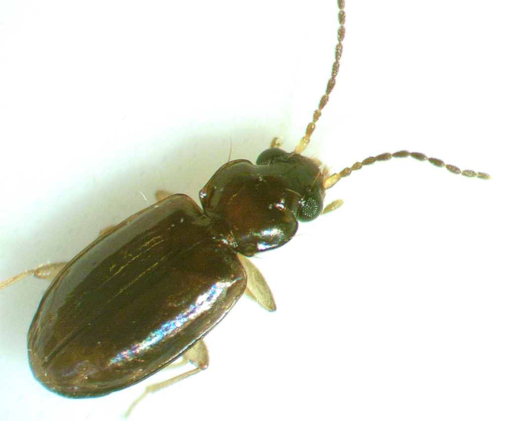 Tachys sagax