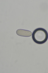 Mycoblastus sanguinarius