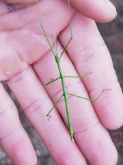 Macynia labiata
