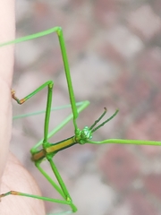Macynia labiata