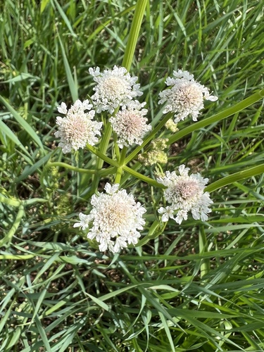 Tubular Water-dropwort (Oenanthe fistulosa)