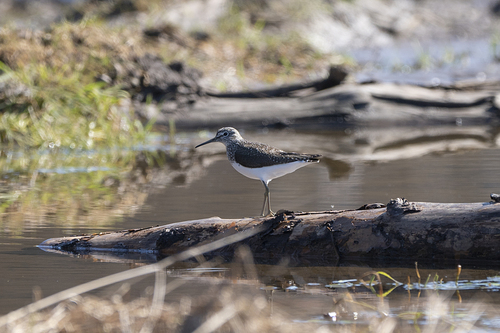 iNaturalist: (c) Светлана Стрижова, some rights reserved (CC BY-NC), uploaded by Светлана Стрижова iNaturalist image