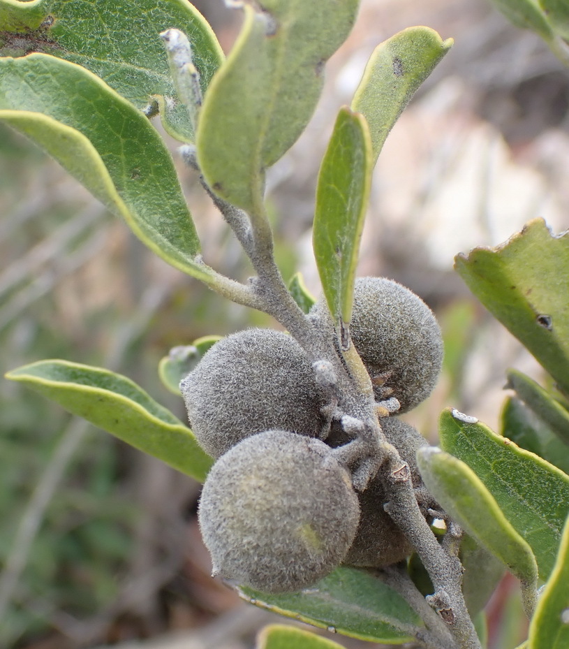 Baboon Guarri (Euclea polyandra)