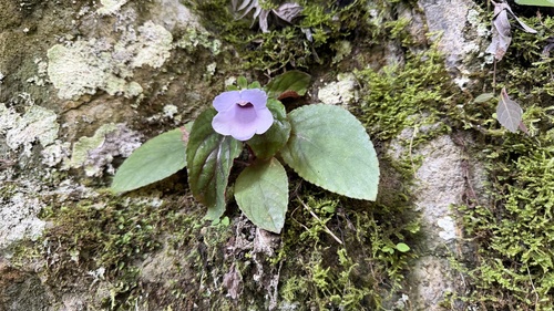 Gloxinia perennis observed 2026-04-03
