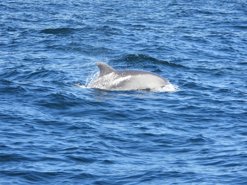 Tursiops truncatus
