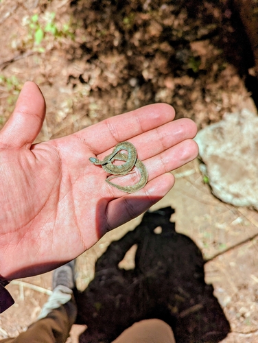 Mexican Brown Snake