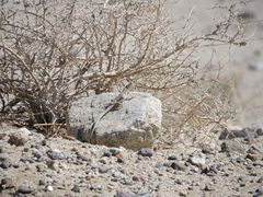 Dipsosaurus dorsalis dorsalis