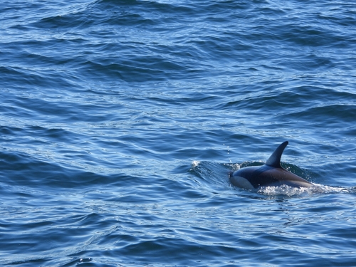 Delphinus delphis