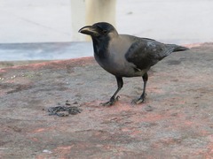 Corvus splendens