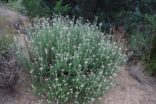 Fynbos Blombush (Metalasia densa)