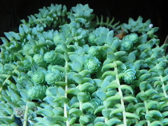 Sedum grandipetalum