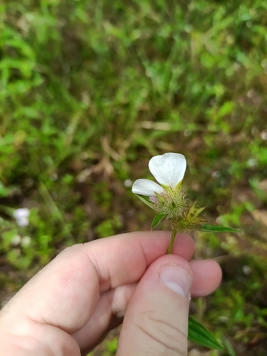 false meadowbeauty (Pterolepis glomerata)