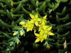 Sedum grandipetalum