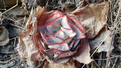 Echeveria subrigida