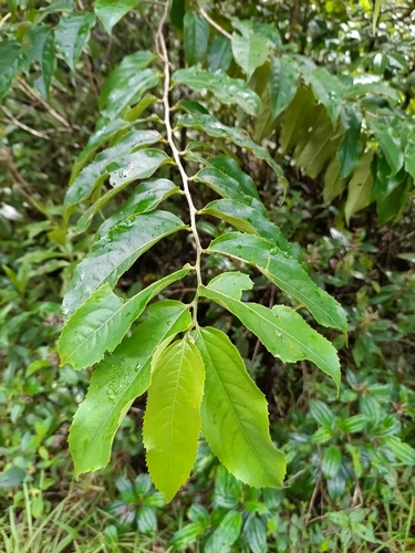 Banara guianensis (Banara guianensis)