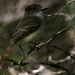 Puerto Rican Flycatcher - Photo (c) Blake Matheson, some rights reserved (CC BY-NC)
