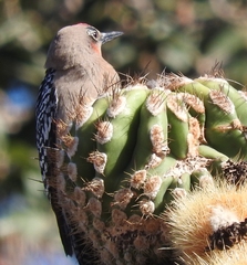 Melanerpes hypopolius