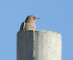 Melanerpes hypopolius