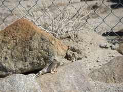 Dipsosaurus dorsalis dorsalis