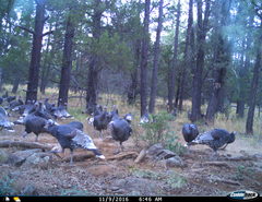 Meleagris gallopavo mexicana