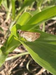 Polites vibex praeceps