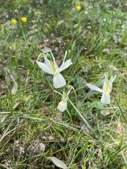 Narcissus triandrus