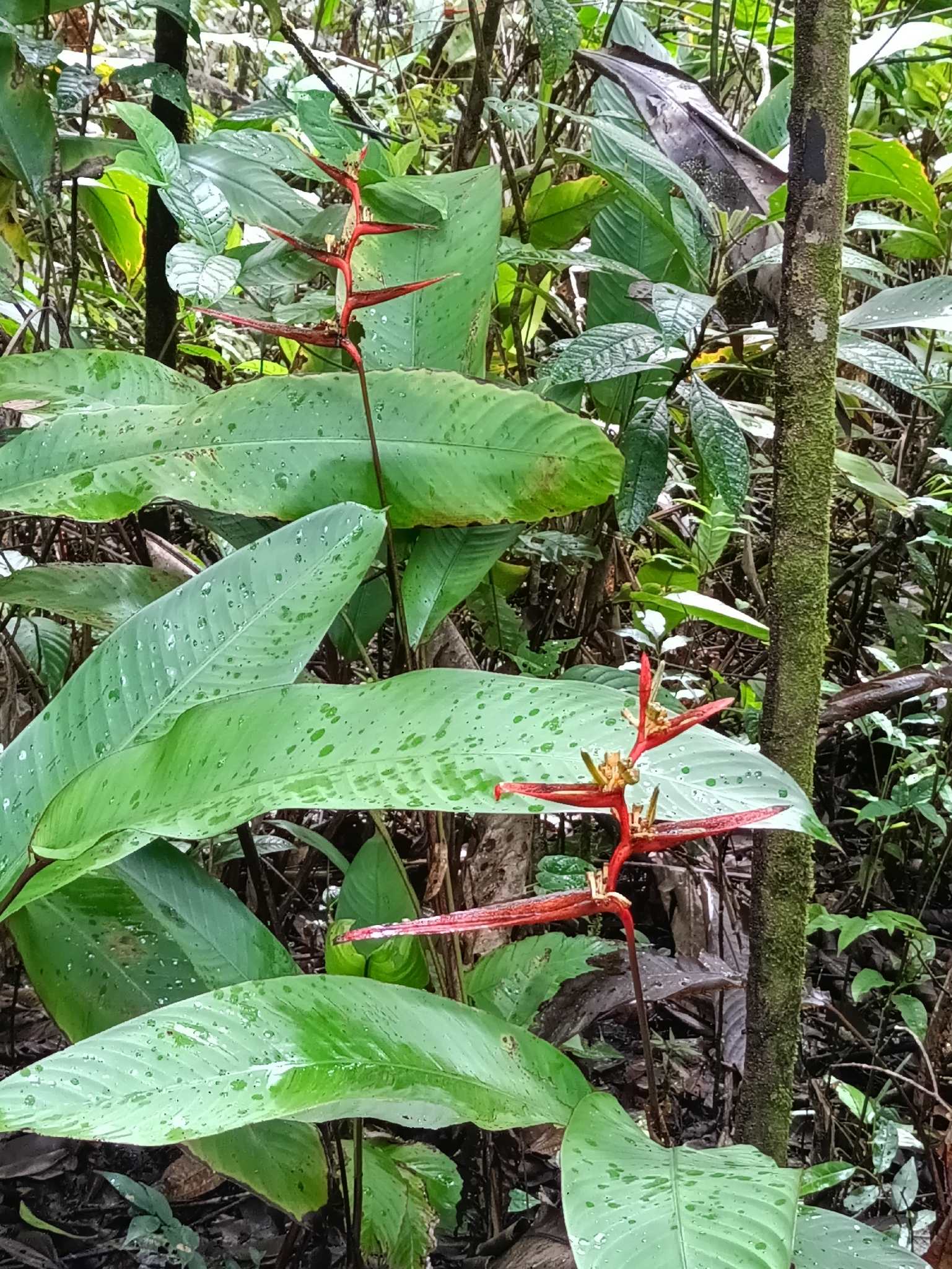 Rich Heliconia (Heliconia acuminata)