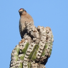 Melanerpes hypopolius