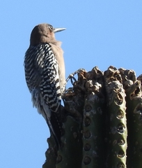 Melanerpes hypopolius