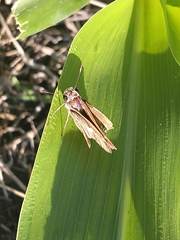 Polites vibex praeceps