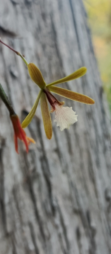 Encyclia microbulbon (Hook.) Schltr.