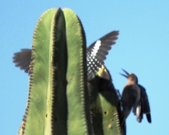 Melanerpes hypopolius