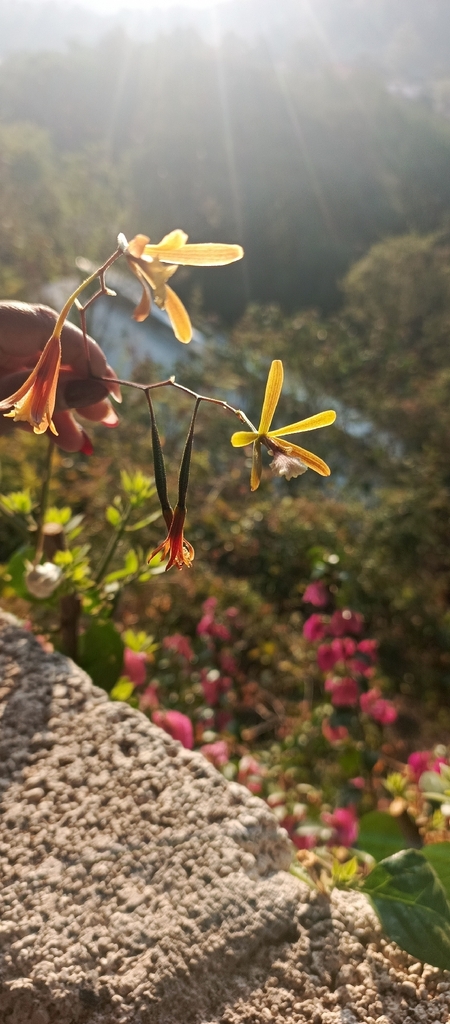 Encyclia microbulbon (Hook.) Schltr. 2