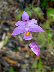 Calopogon barbatus