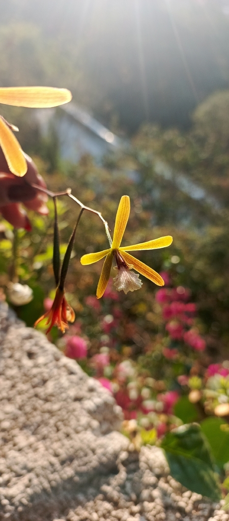Encyclia microbulbon (Hook.) Schltr. 3