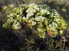 Brunia paleacea