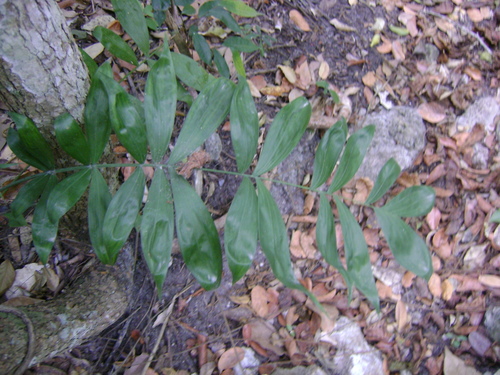 Chamaedorea klotzschiana, photograph 2