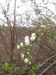 Spiraea prunifolia