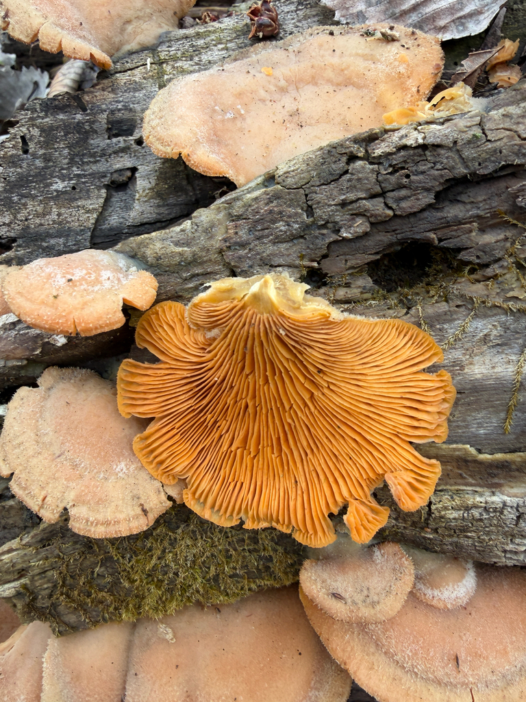 Phyllotopsis nidulans · April 2026 · photo: © kefreecomo (iNaturalist, cc-by)