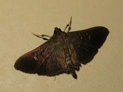 Microthyris prolongalis