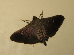 Microthyris prolongalis