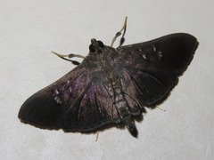 Microthyris prolongalis