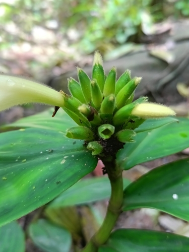 Chamaecostus congestiflorus, photograph 4