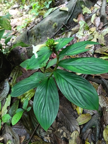 Chamaecostus congestiflorus, photograph 5