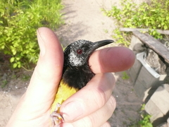 Hypergerus atriceps