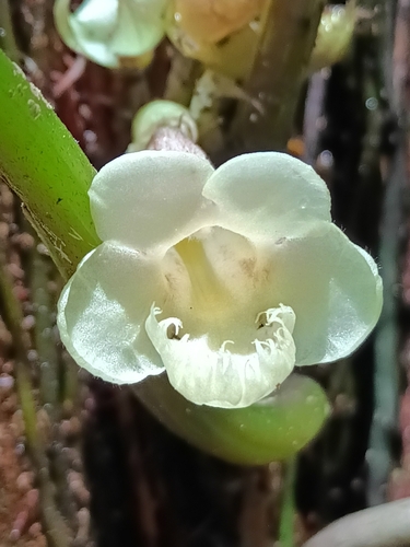Paradrymonia ciliosa, photograph 3