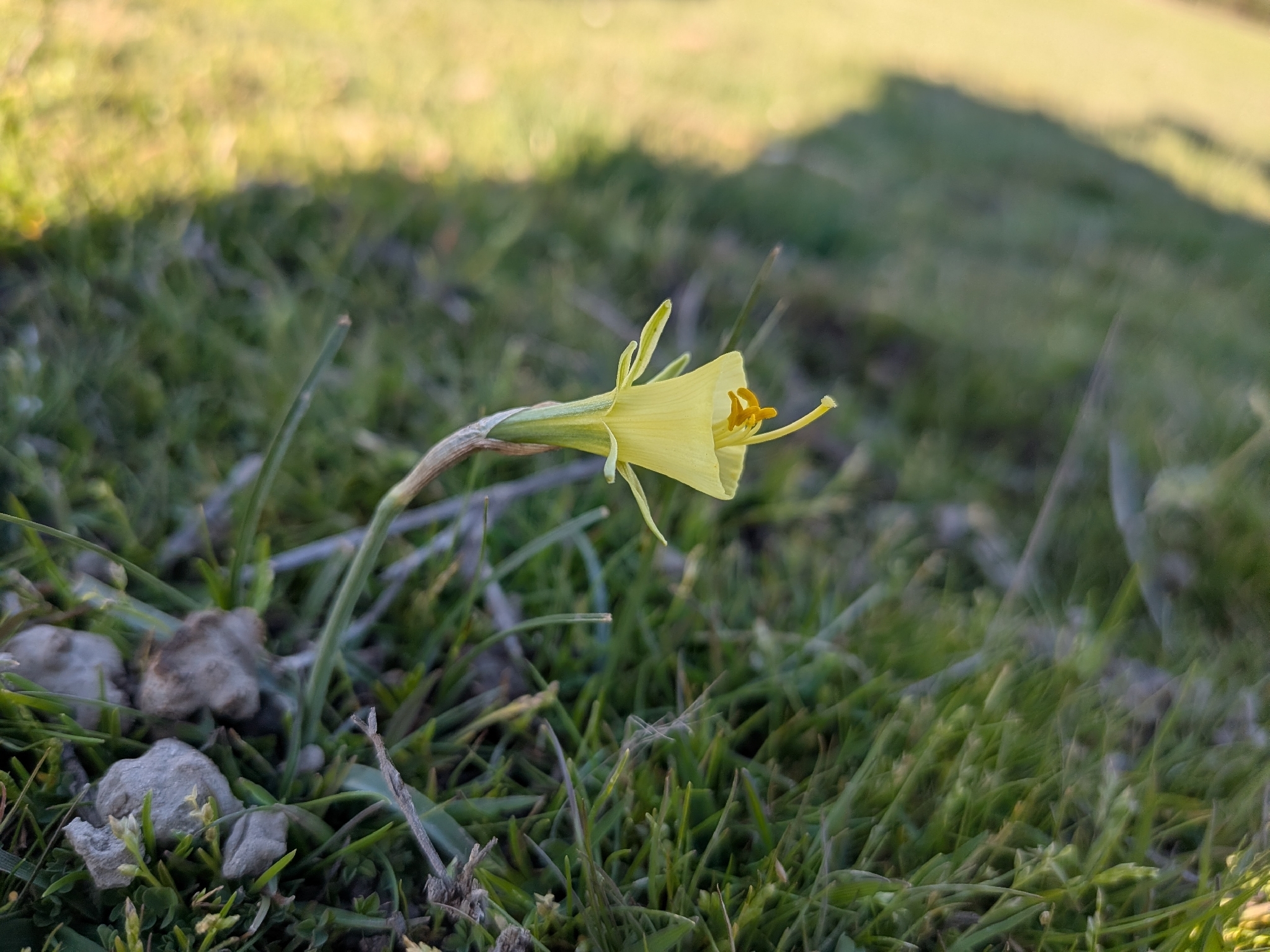 Petticoat Daffodil (Narcissus bulbocodium)