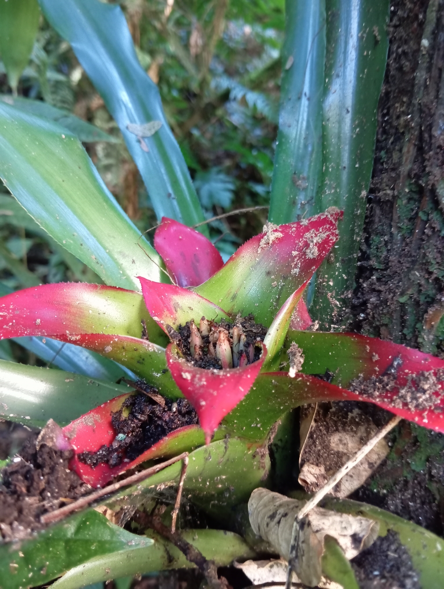 Nidularium innocentii